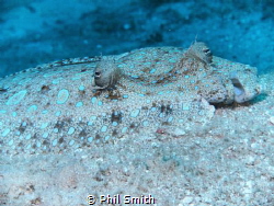 Rainbow Flounder by Phil Smith 